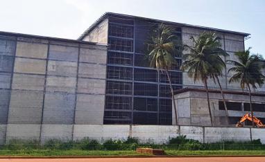 COCOA RAW PLANT (AFRICA IVORY PLANT)